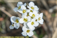 flower head