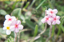 flower heads