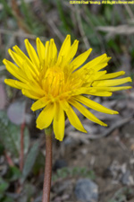 flower head