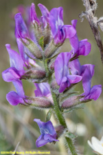 flower spike