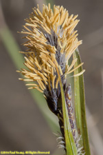 flower spike