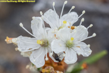 flower head