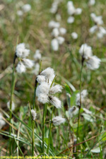 Alaska cotton