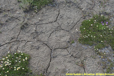 flowers and dried mud