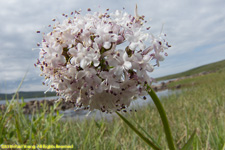 flower head