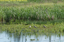 immature gulls