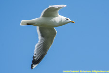 gull in flight