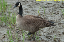 goose