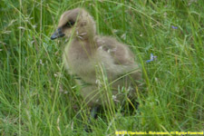 gosling