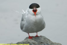 arctic tern