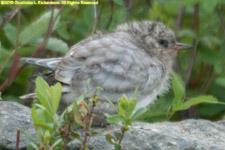 arctic tern chick