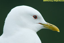 mew gull closeup