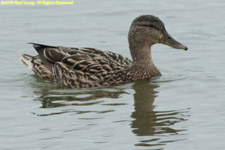 mallard female