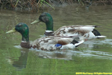 mallard drakes