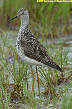 yellowlegs