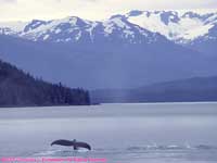 humpback whale in Frederick Sound