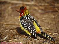 Red-and-yellow Barbet