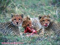 Cubs eating