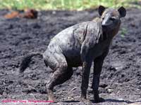 Covered with mud