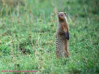 Banded Mongoose