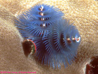 blue spiral gill worm