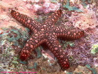 sea star