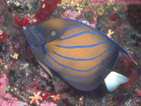 angelfish