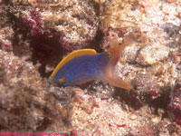 blue-ribbon eel