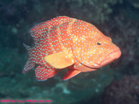 coral trout