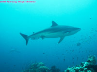 silvertip shark