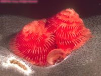red spiral gill worm