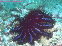 purple crown-of-thorns starfish