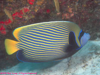 angelfish