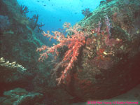 soft coral scene