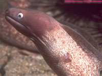 eel closeup