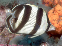 banded butterfly fish