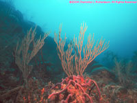 gorgonium and red rope sponge