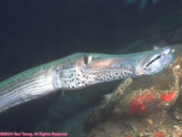 trumpetfish (head)