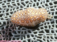 flamingo tongue