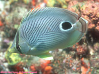 four-eyed butterfly fish